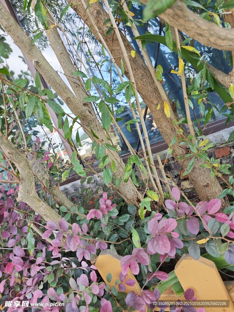 繁花缠绕的绿植景观