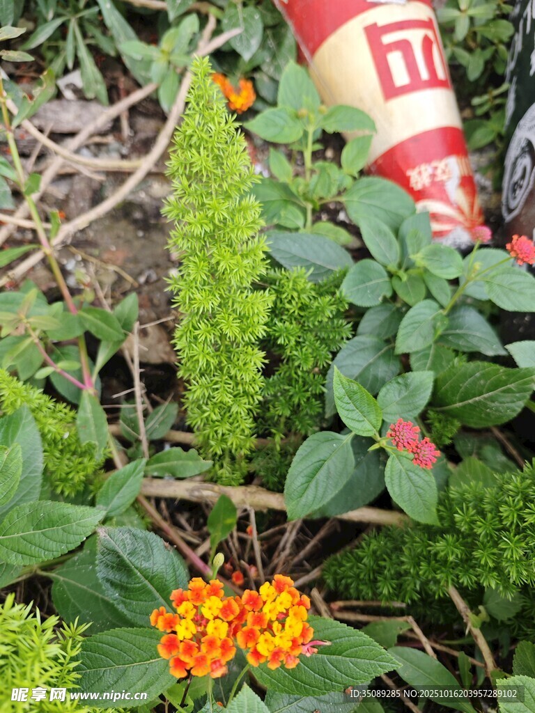 草丛中的鲜艳花朵与绿植