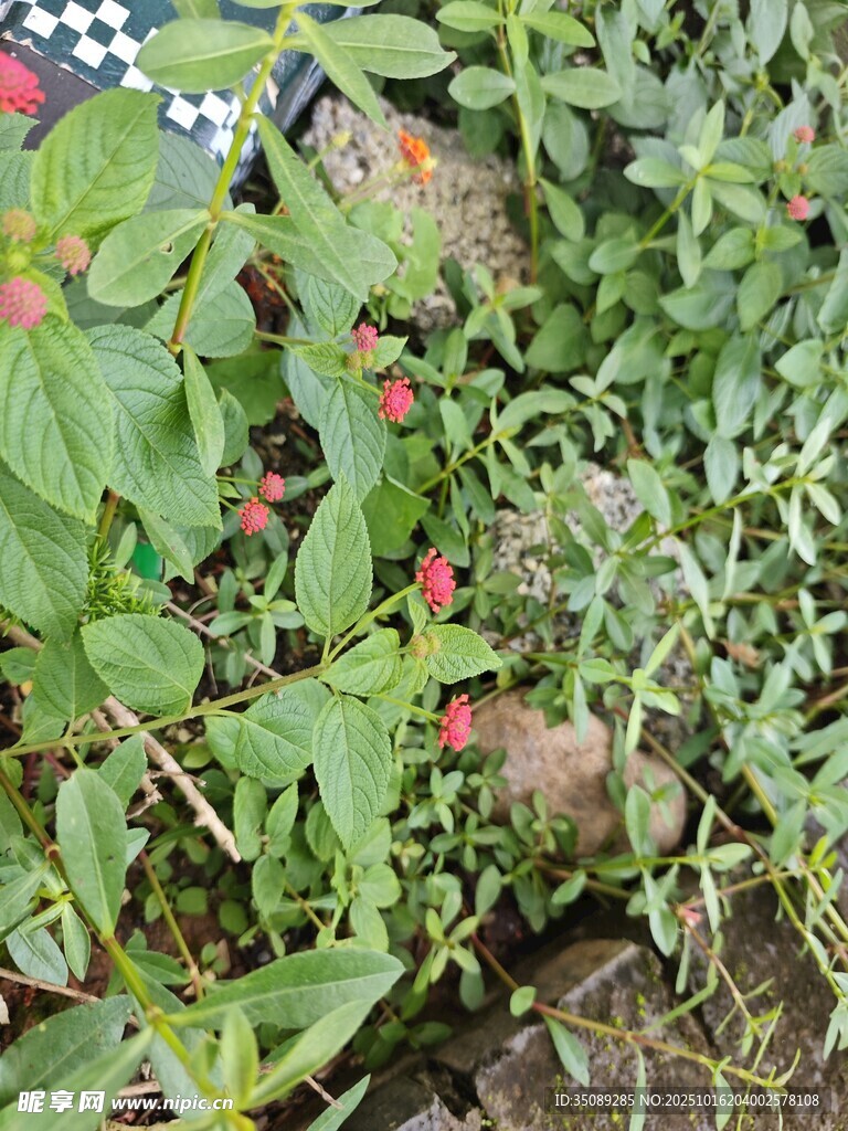 绿叶间的红色果实植物