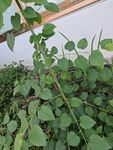 绿叶繁茂的植物特写