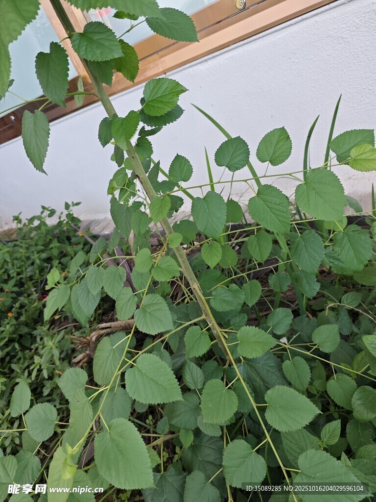 绿叶繁茂的植物特写