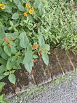 砖边绿植绽放鲜艳小花