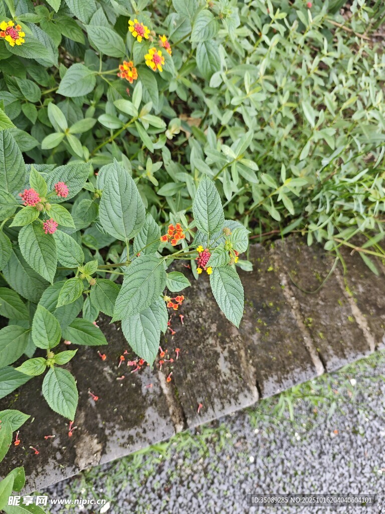 砖边绿植绽放鲜艳小花