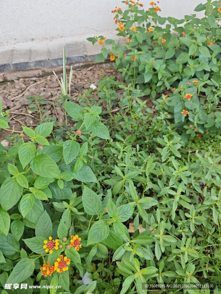 花园中的多彩花卉植物