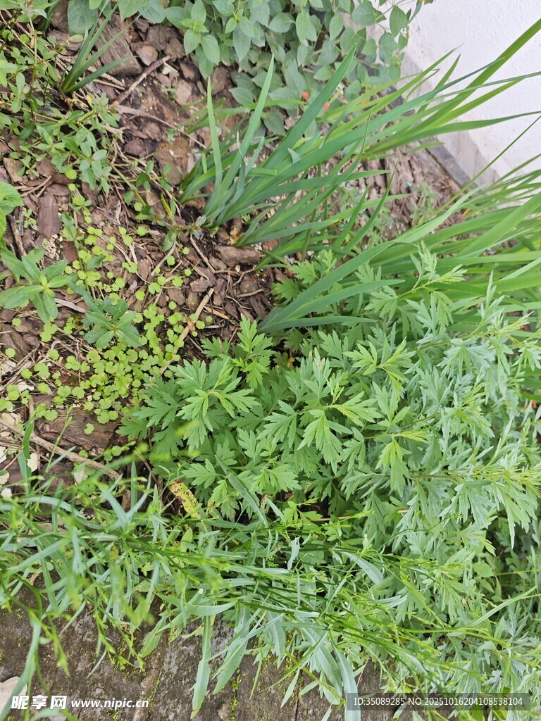 户外繁茂绿植景观