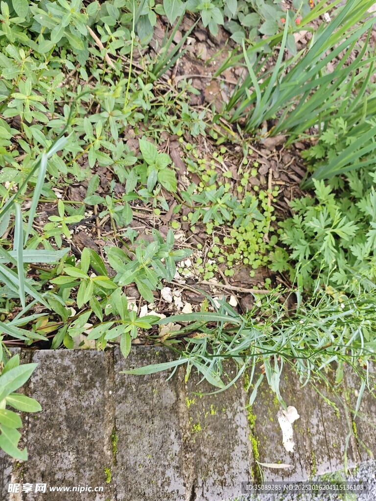 地面上的多样绿色植物