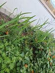 墙边绿植与橙色小花