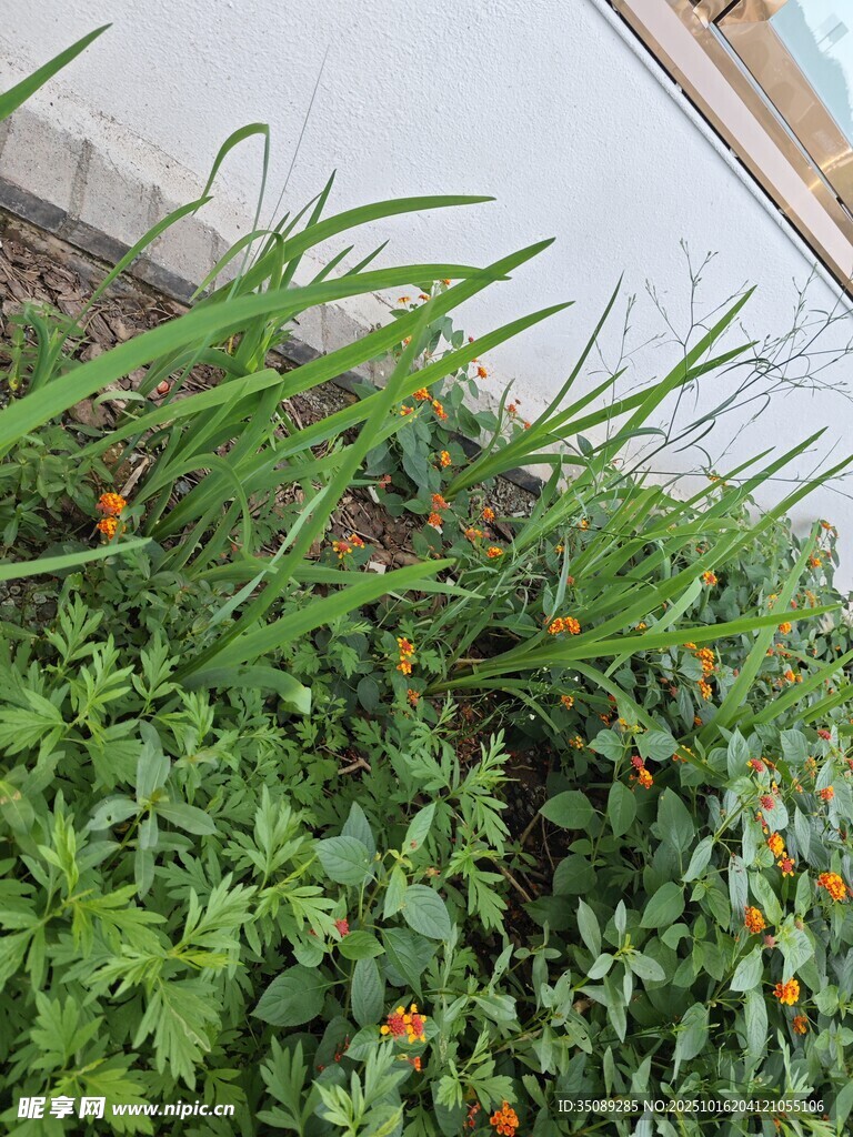 墙边绿植与橙色小花