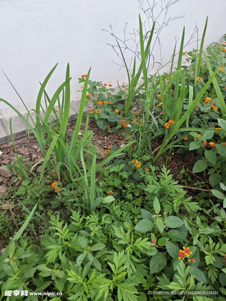 花园中的绿植与小花