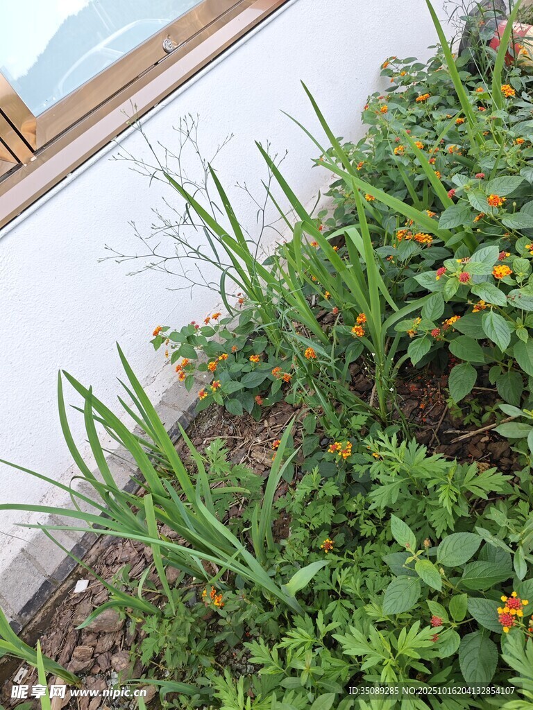 窗边绿植生机盎然