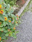 路边多彩小花绽放