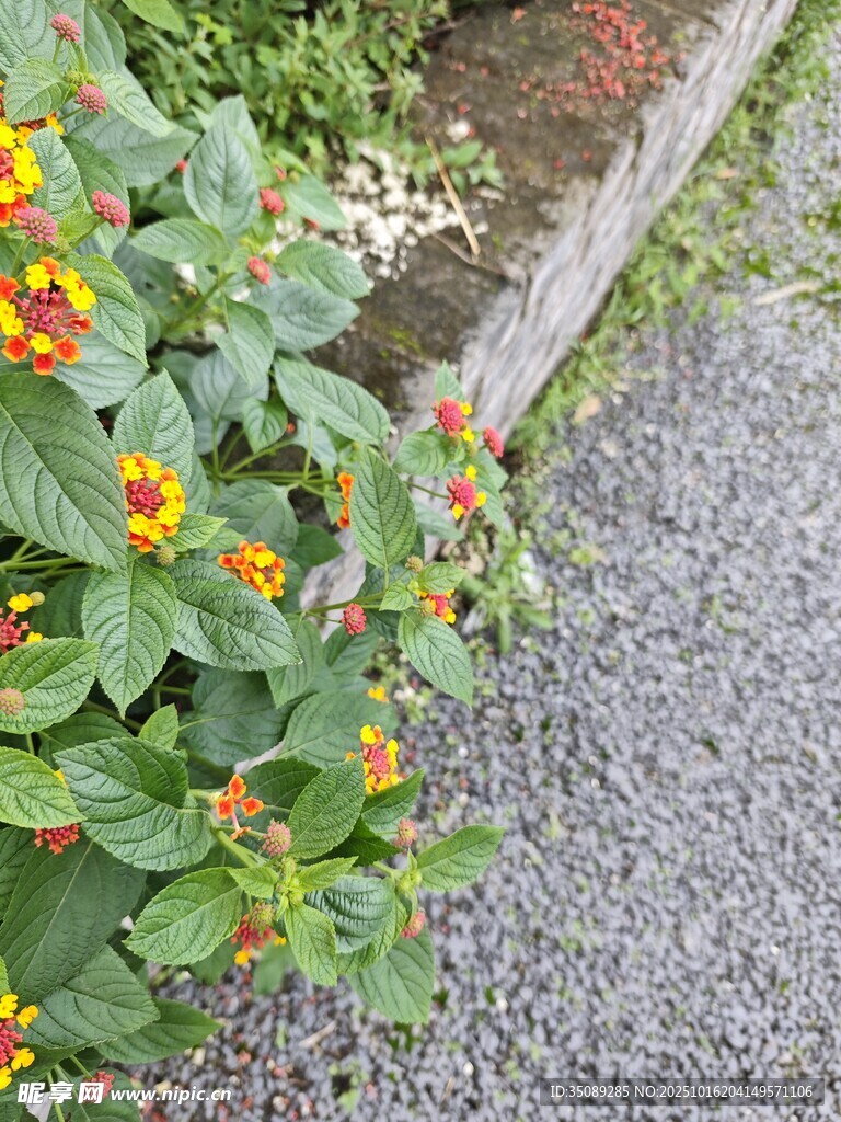 路边多彩小花绽放