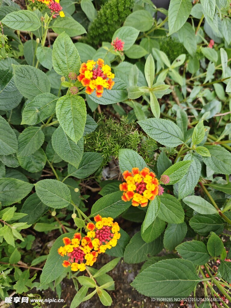 多彩百日菊绽放绿叶间