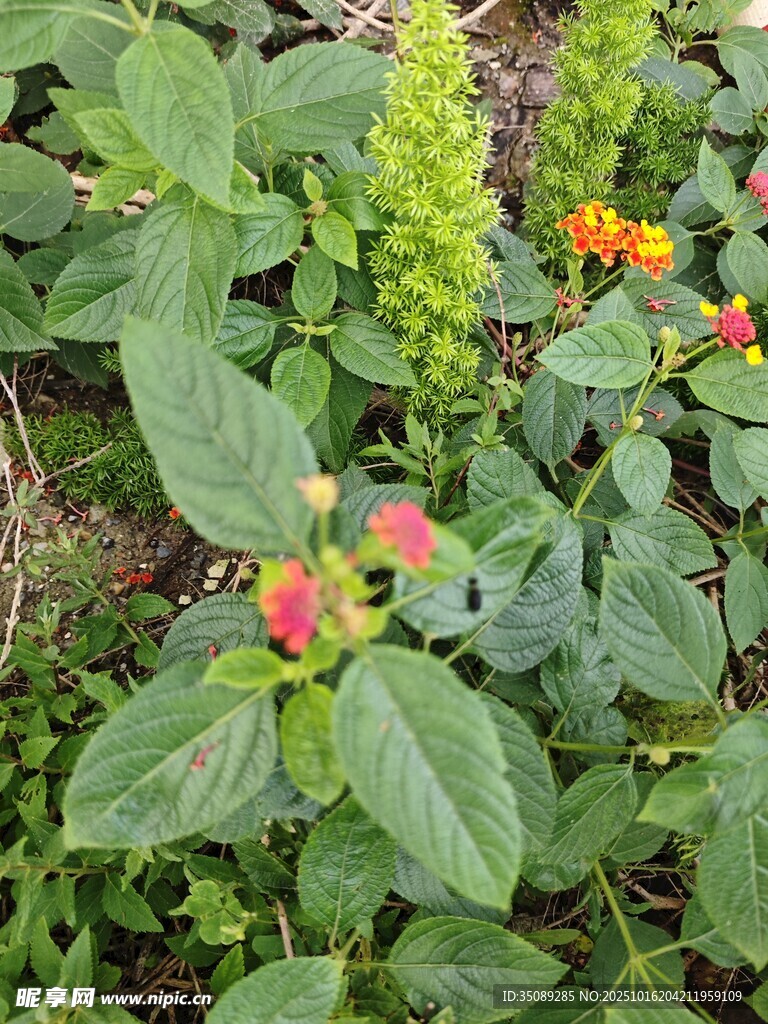 绿叶丛中多彩花卉绽放