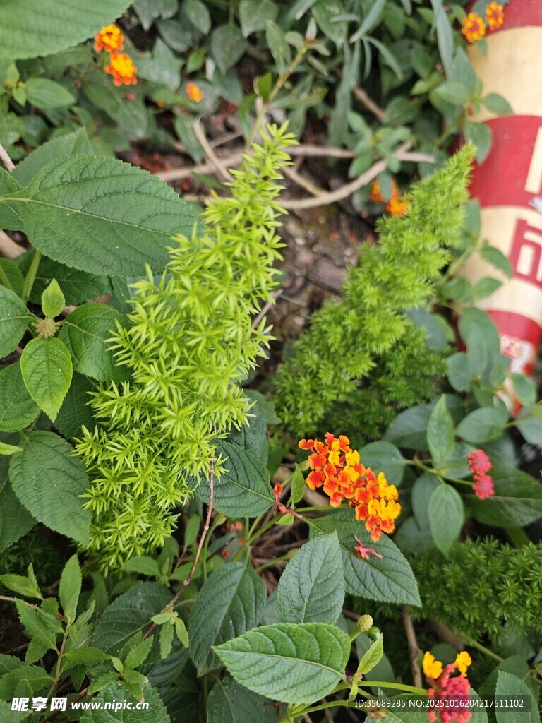 绿叶间绽放的多彩花卉