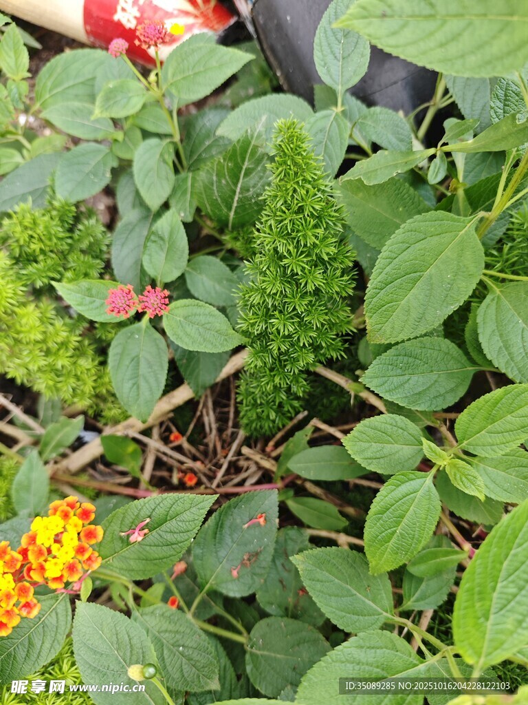 多彩花卉绿植生机盎然