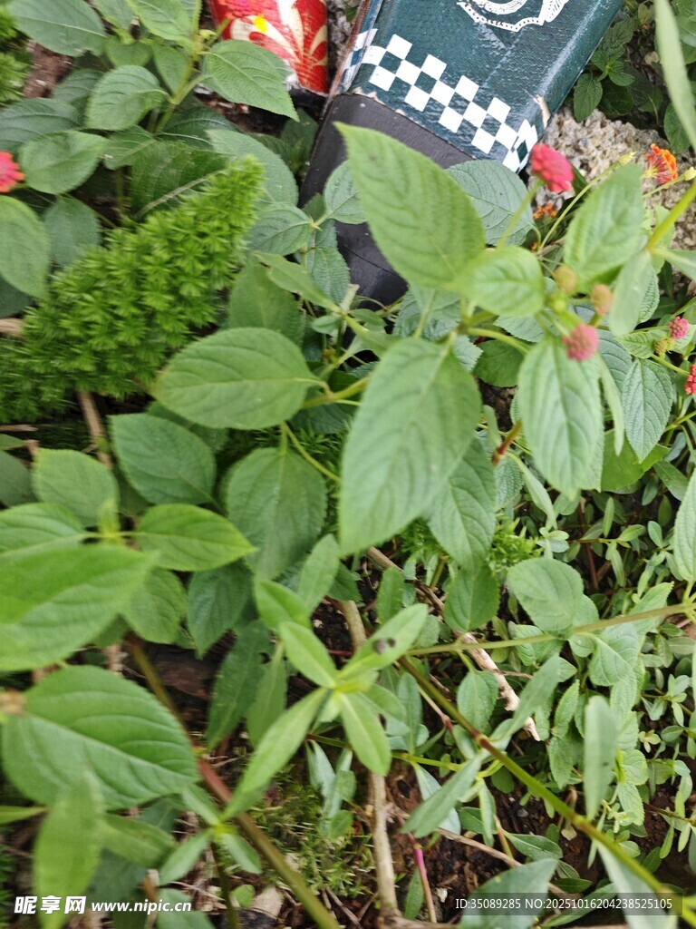 绿叶丛中的多彩花卉