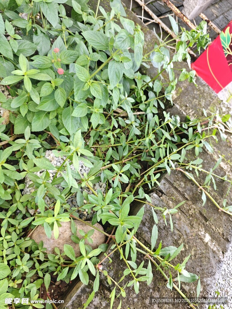 墙边繁茂绿植景象