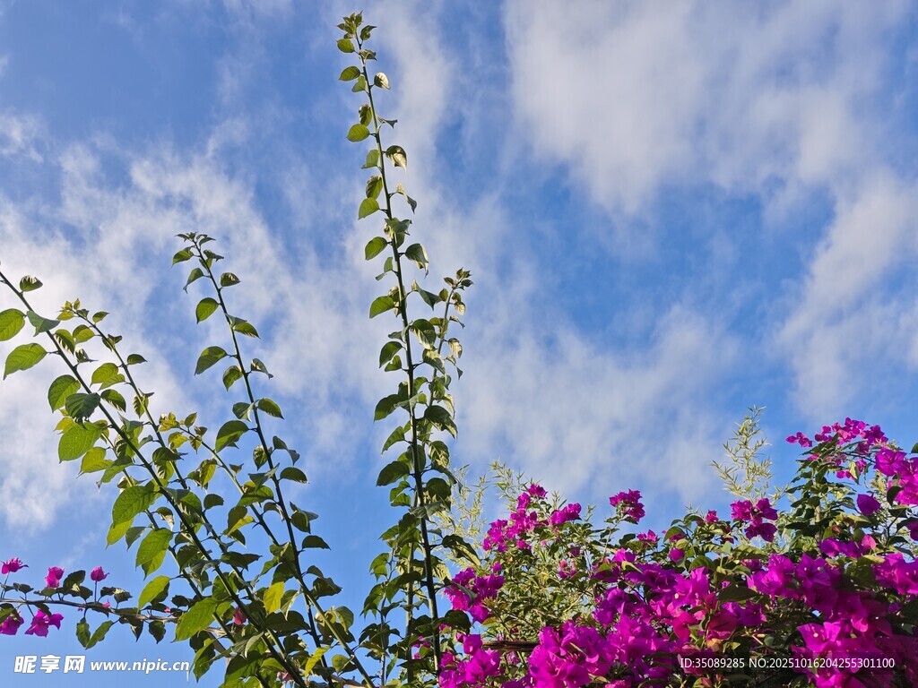 蓝天繁花绿植相映成趣