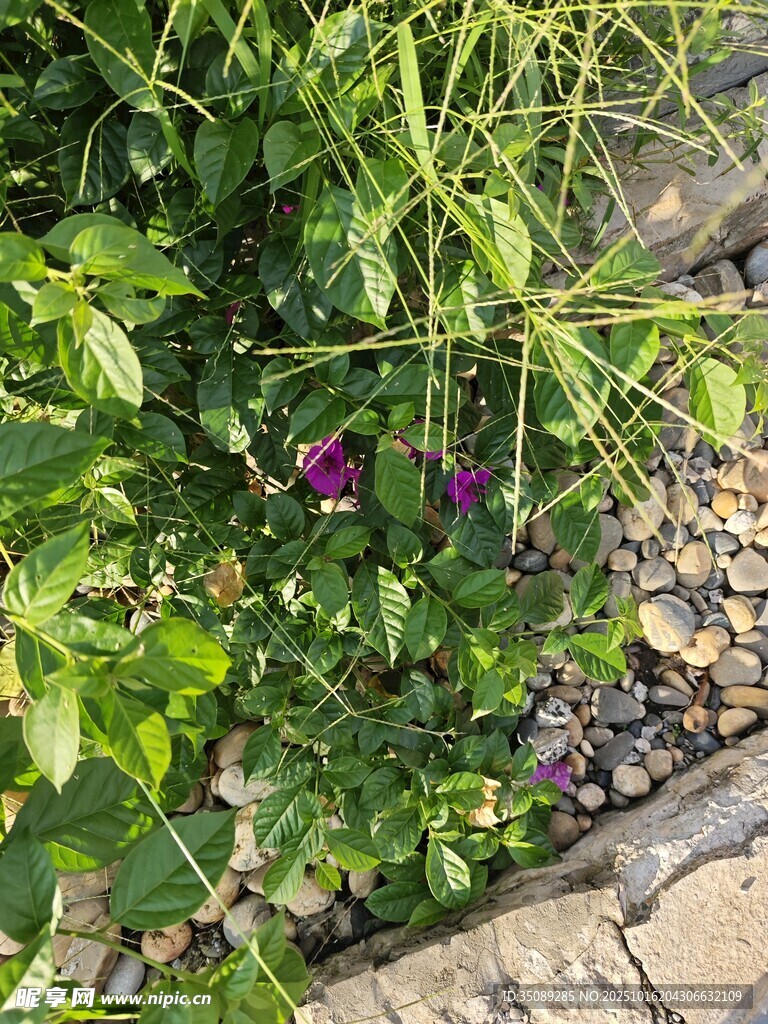 花园中的紫色花朵与绿植