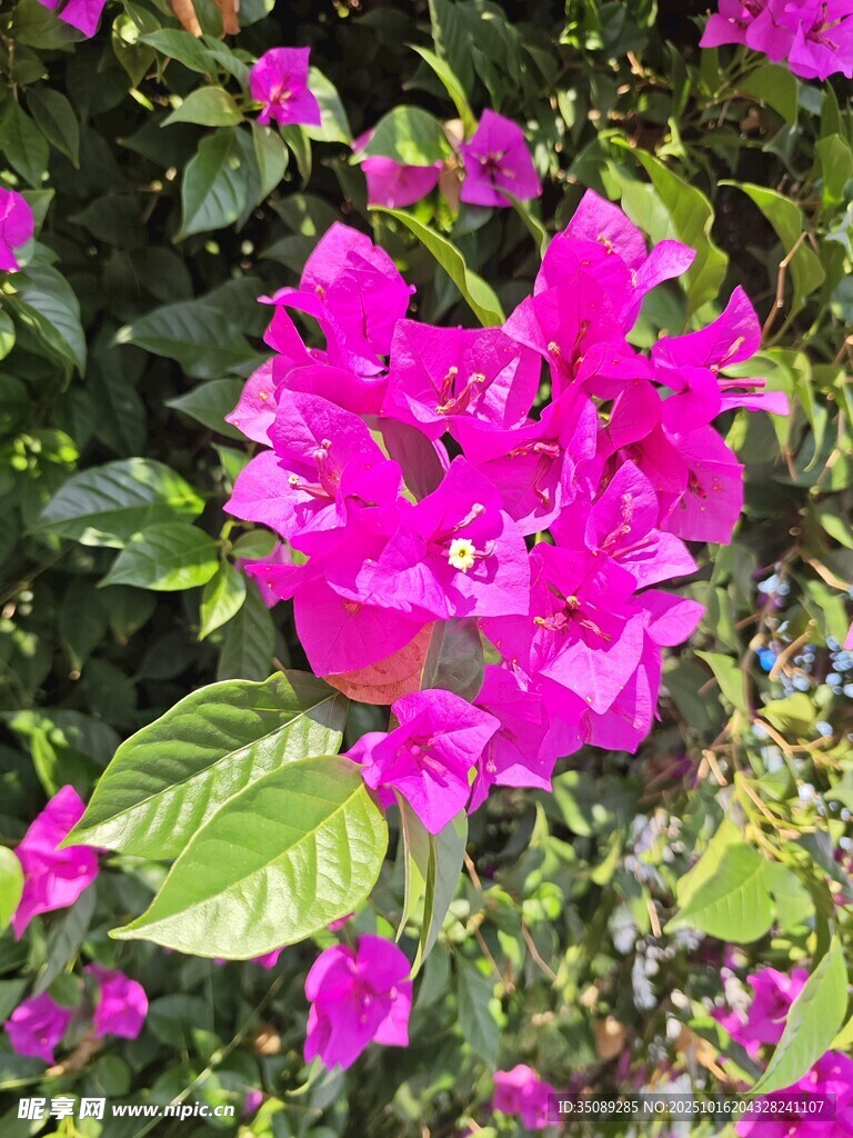 艳丽三角梅绽放