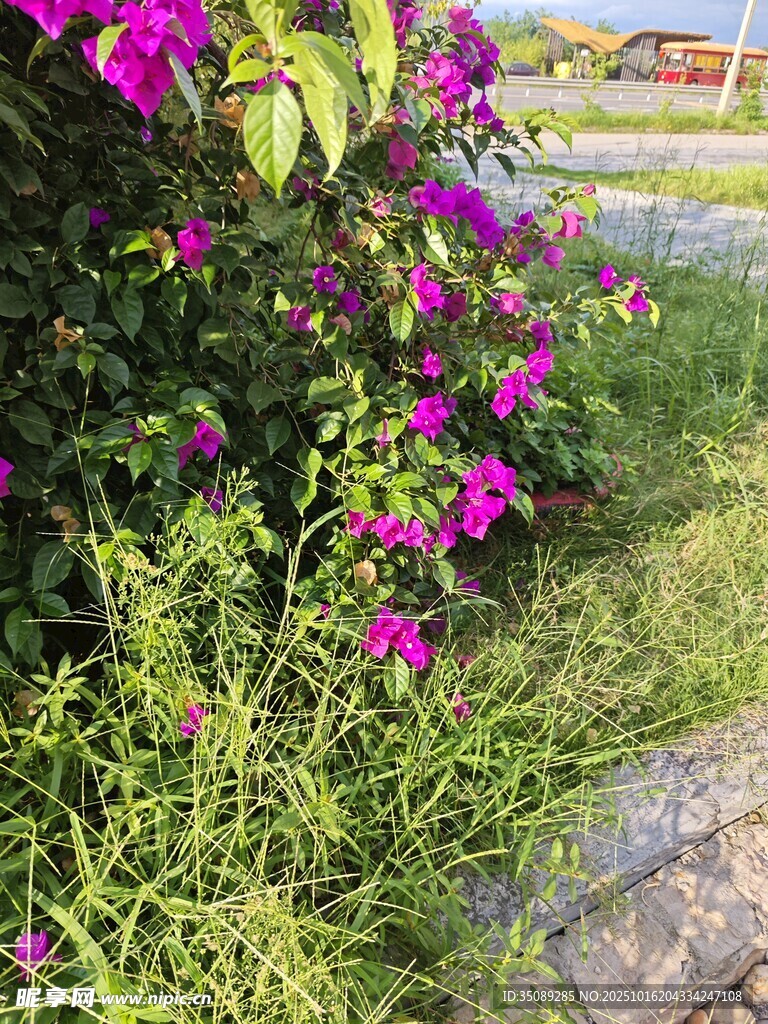 路边绽放的艳丽紫色花朵