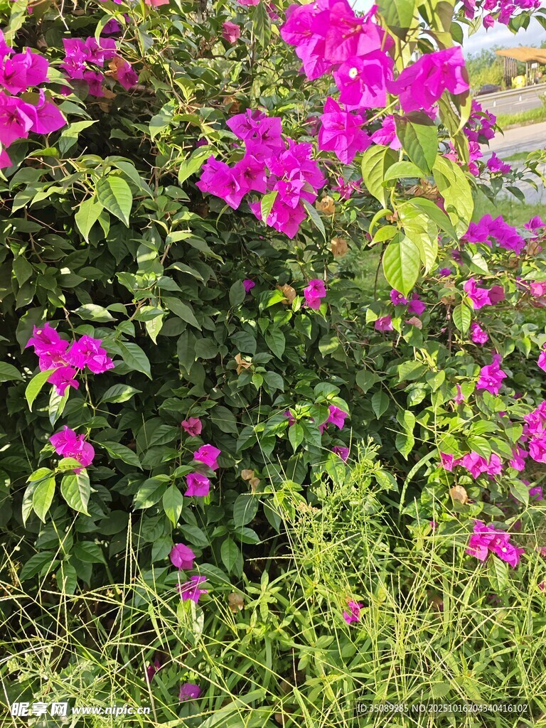 绽放的艳丽三角梅