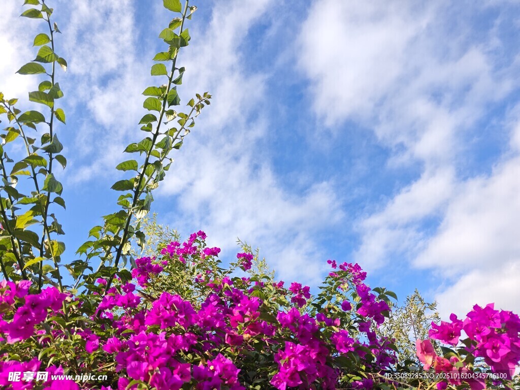 蓝天紫花相映成趣