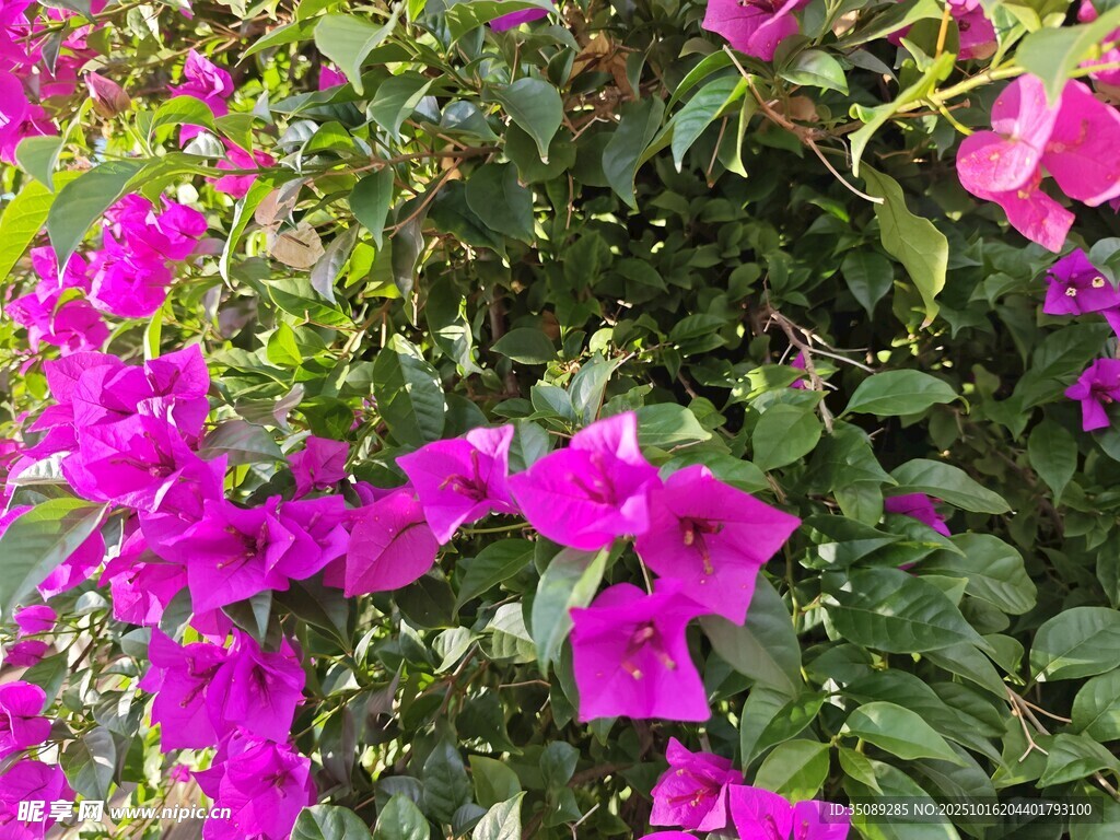艳丽紫花绽放绿叶间