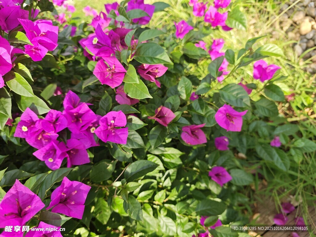 绽放的紫色牵牛花