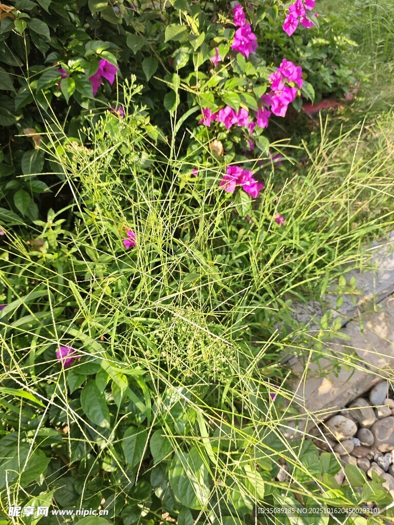 草丛中的艳丽紫色花朵