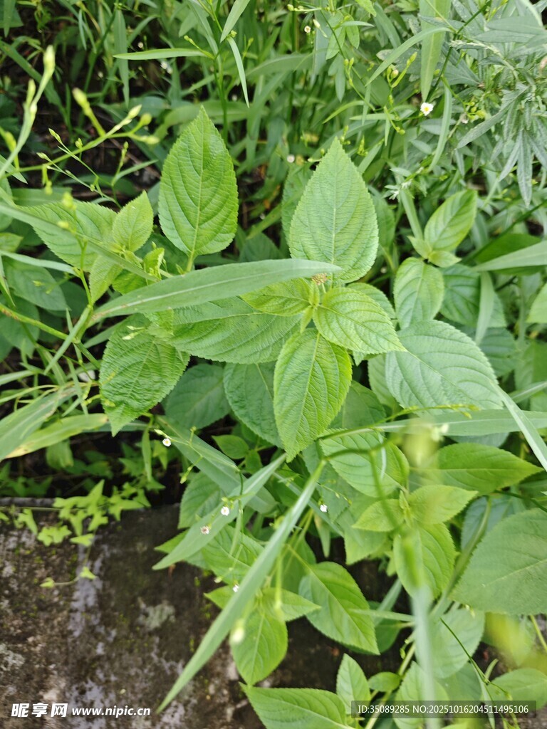 绿叶繁茂的植物景观