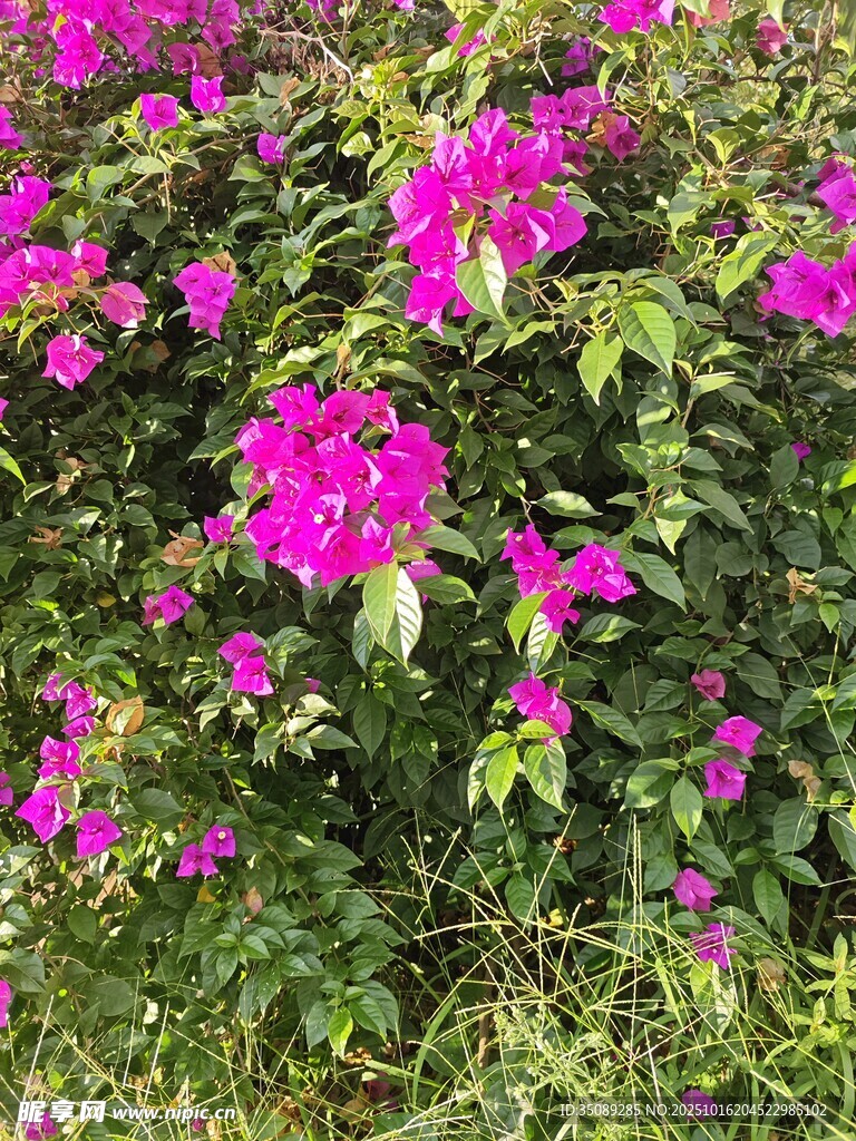 艳丽紫花绽放绿叶间