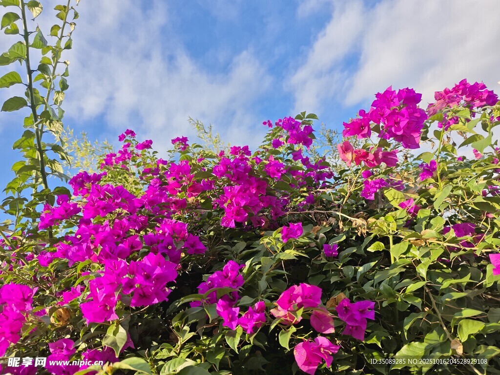 艳丽三角梅绽放于蓝天