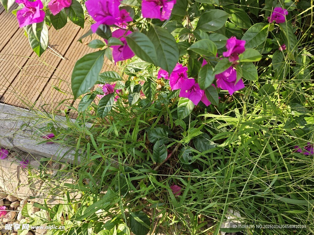 绽放的紫花三角梅