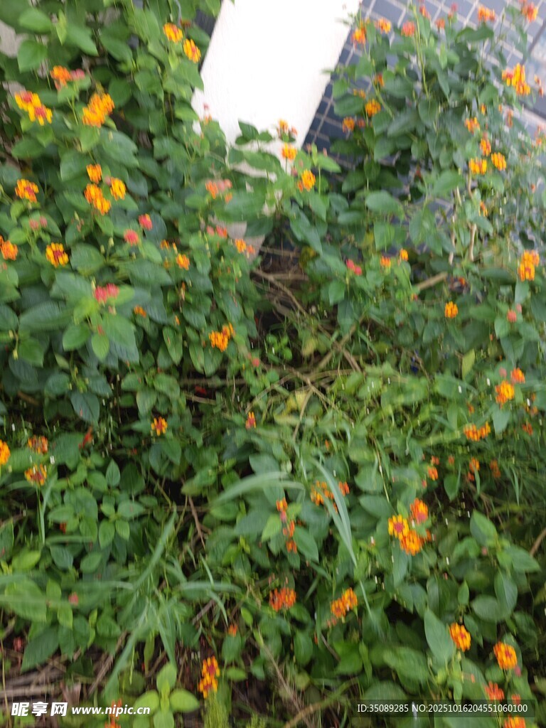 繁茂花丛中的橙色小花