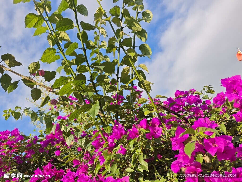 繁花绿叶映蓝天