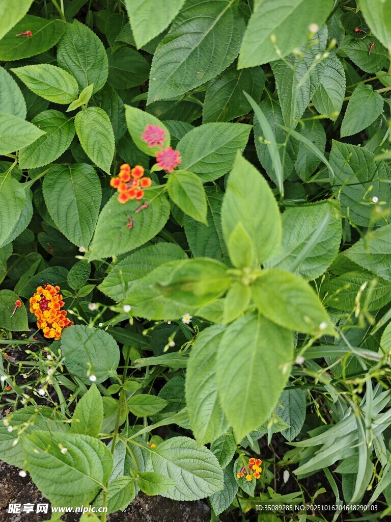 绿叶间绽放的鲜艳小花