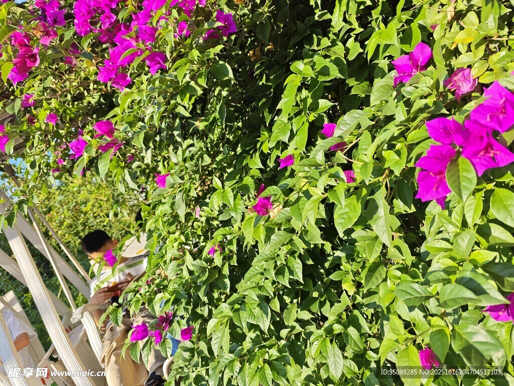 繁茂三角梅绽放绿叶间