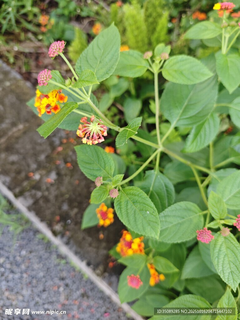 绿叶间的多彩马缨丹花朵