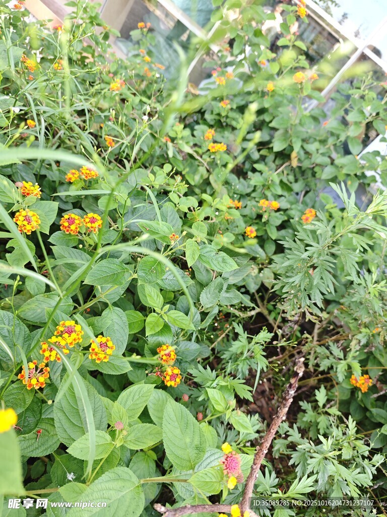 花园中的多彩小花