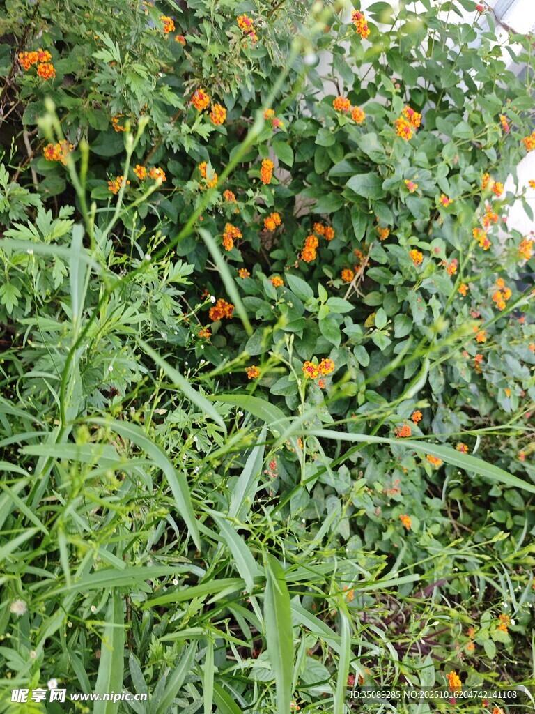 繁茂绿植中的橙色小花