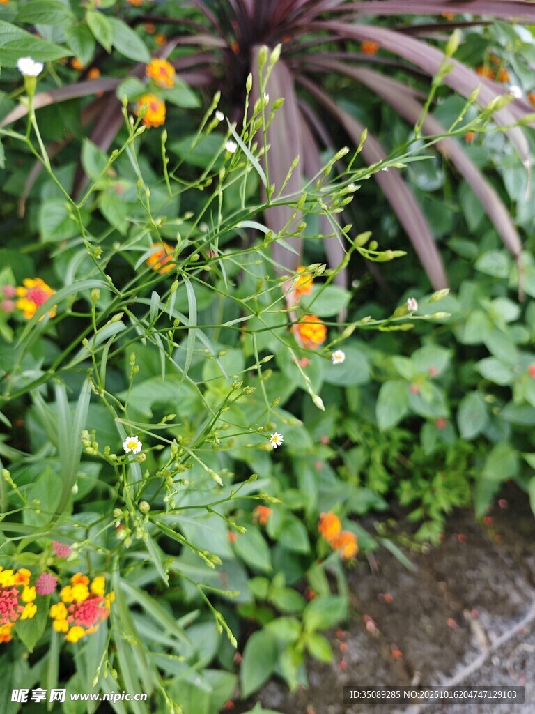 花园中绽放的多彩小花