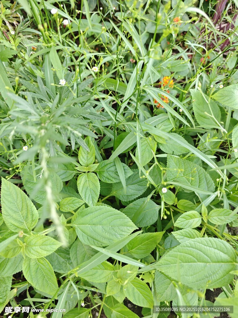 多样绿植生机盎然