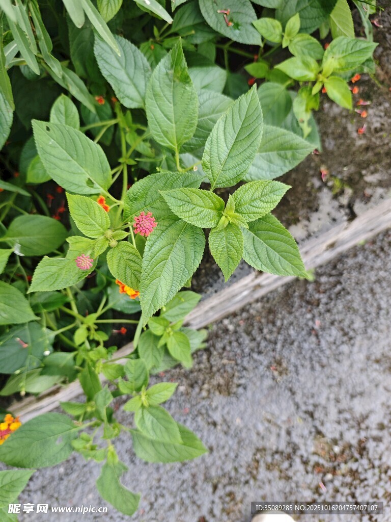 绿叶间的娇艳小花