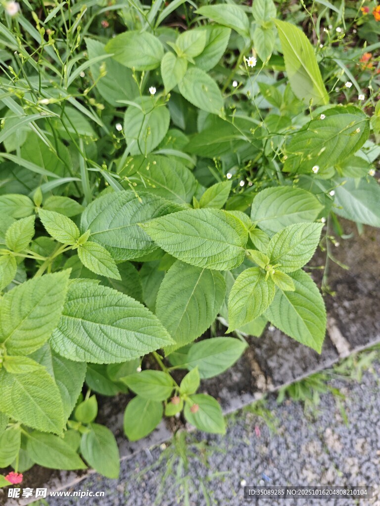 绿叶繁茂的植物景观