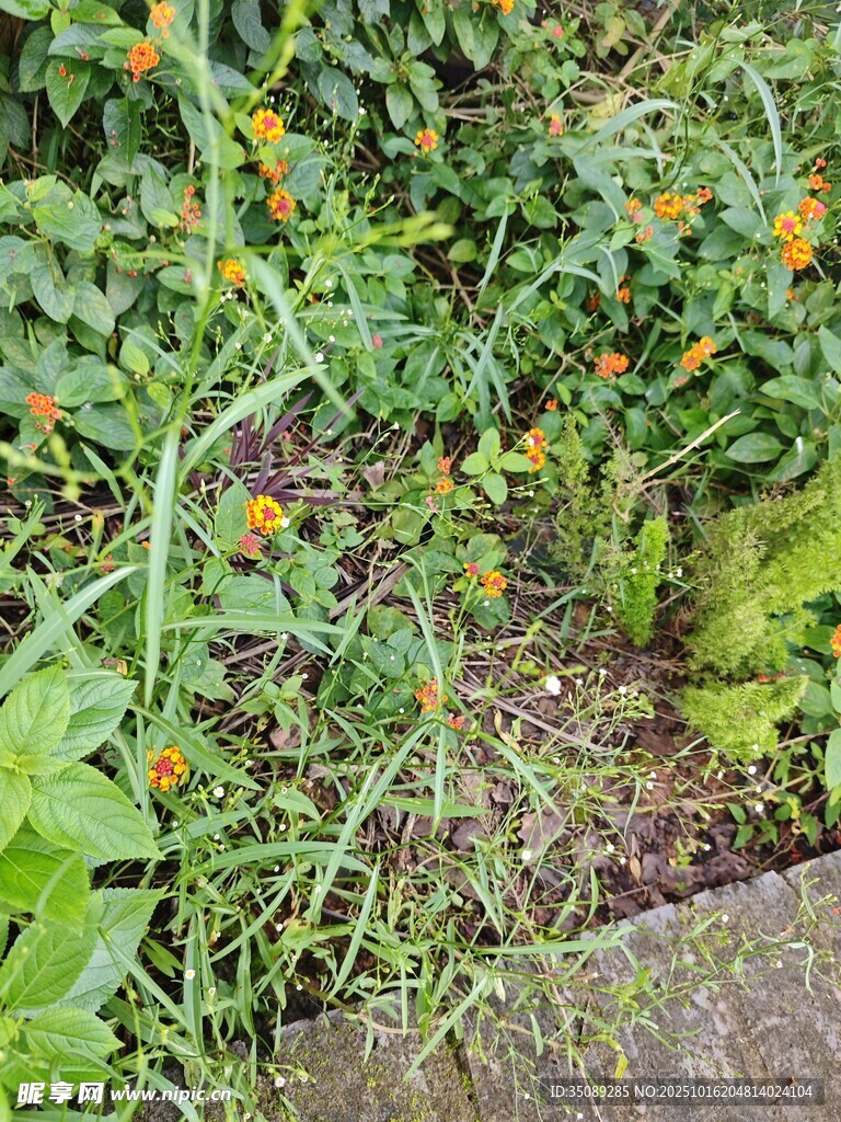 花园中的多彩植物景观