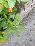 墙边绿植与鲜艳小花