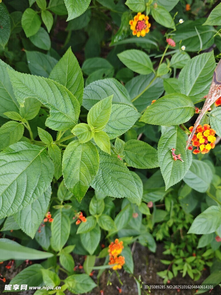 绿叶丛中的橙色小花