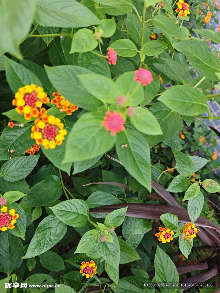 多彩花卉绿植绽放生机